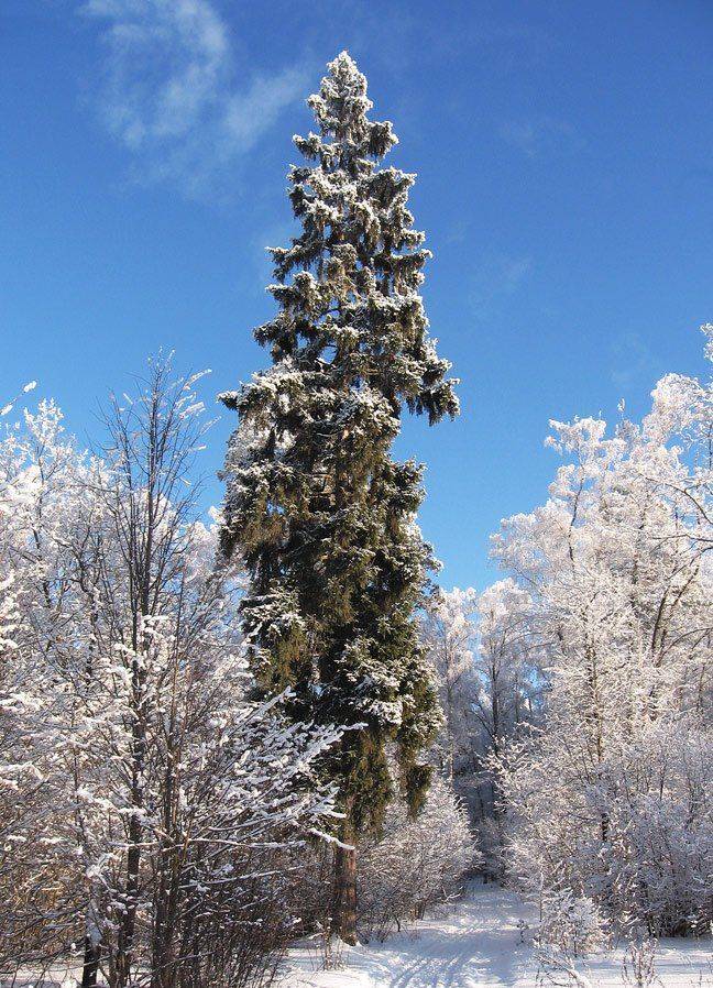 зима, КарОл