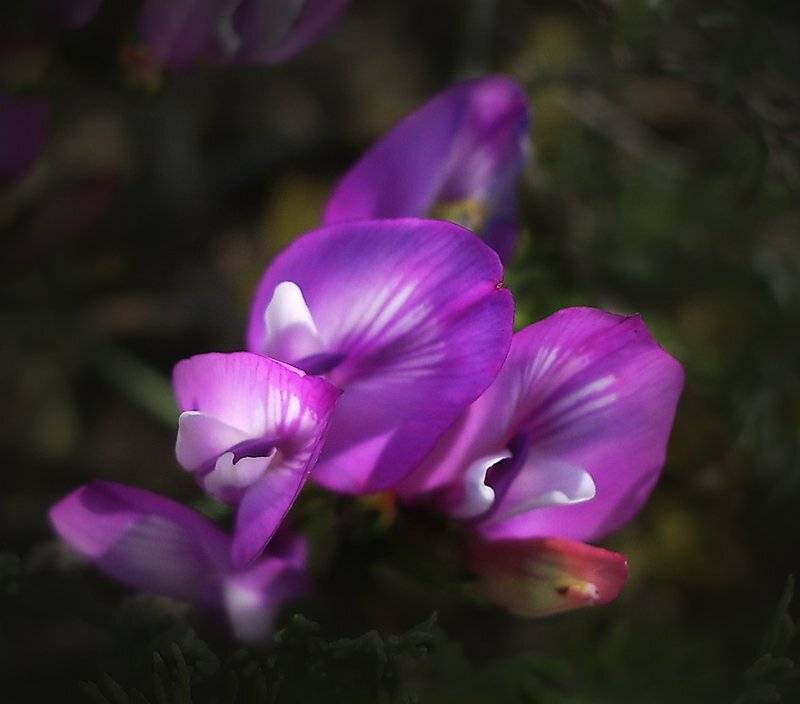 , Юлия Чекмарева