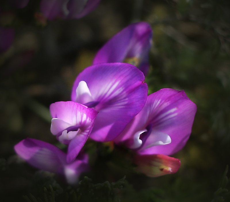 * фото превью