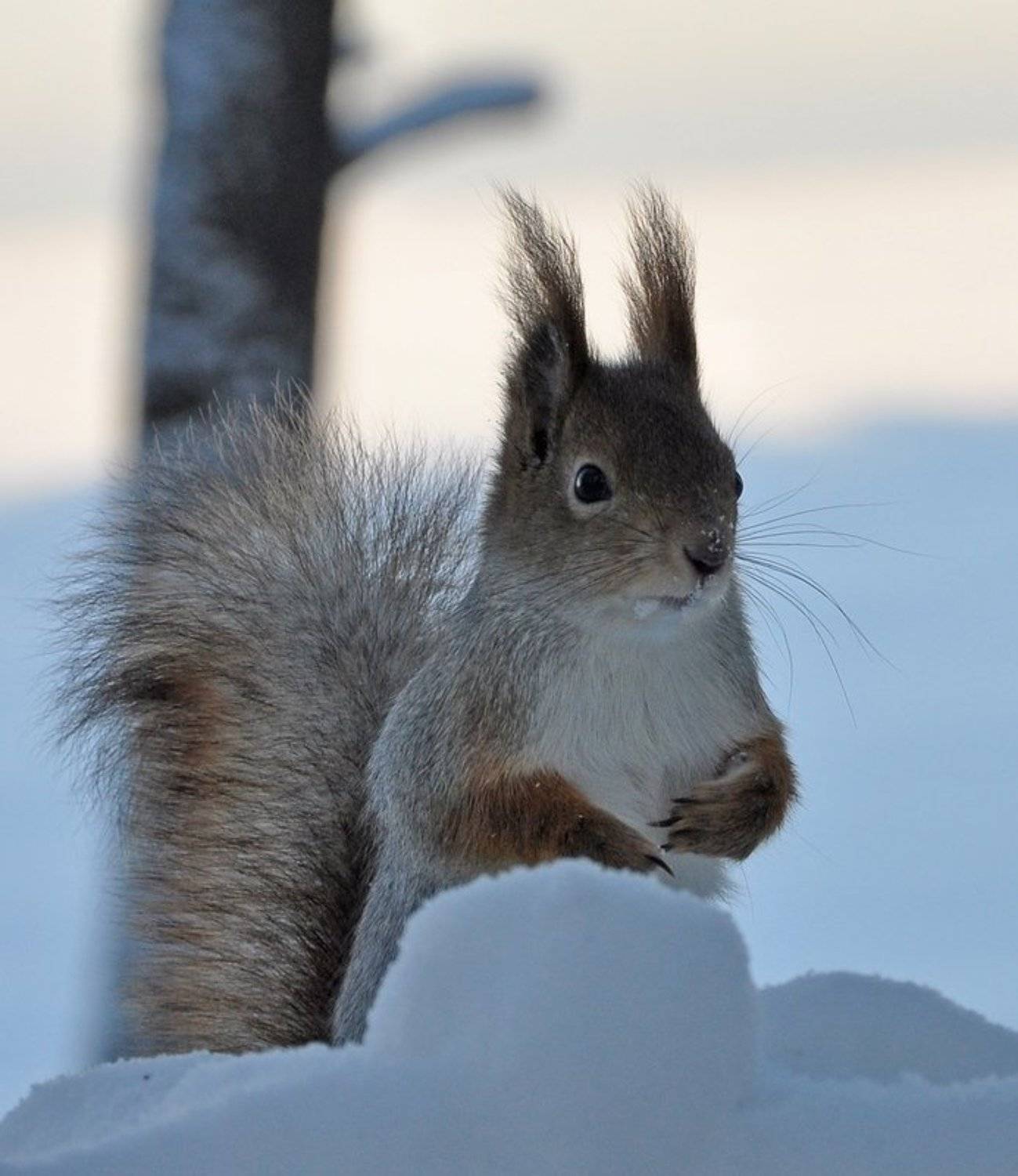 , Александр Ванюков