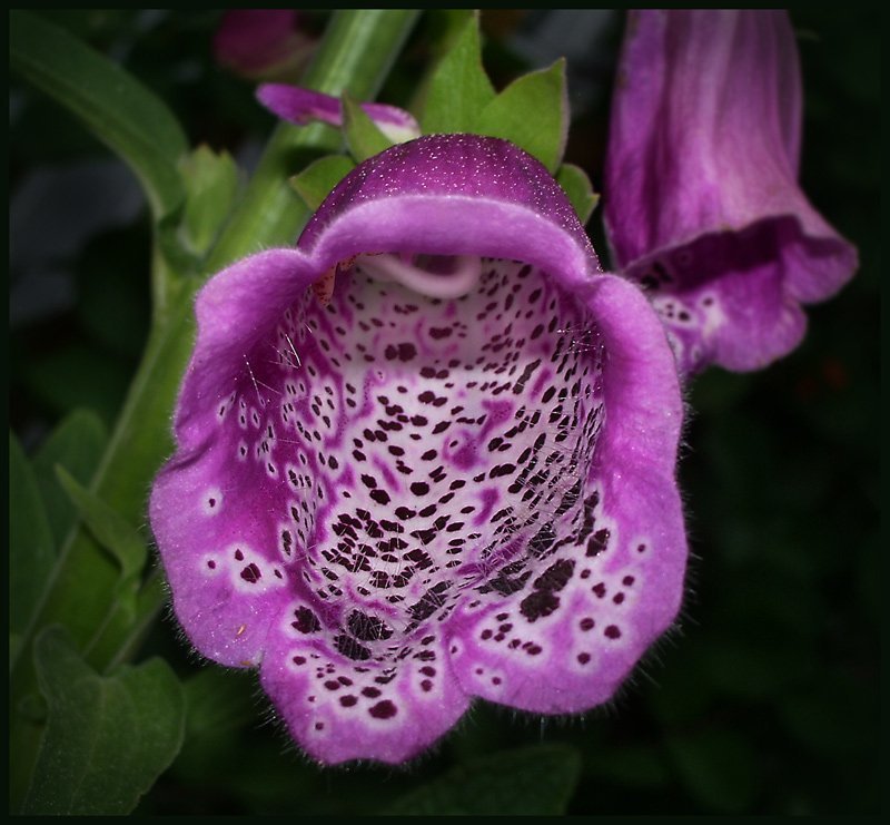 * фото превью