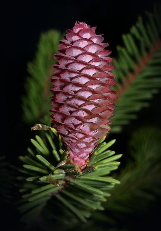 Свечка) фото превью