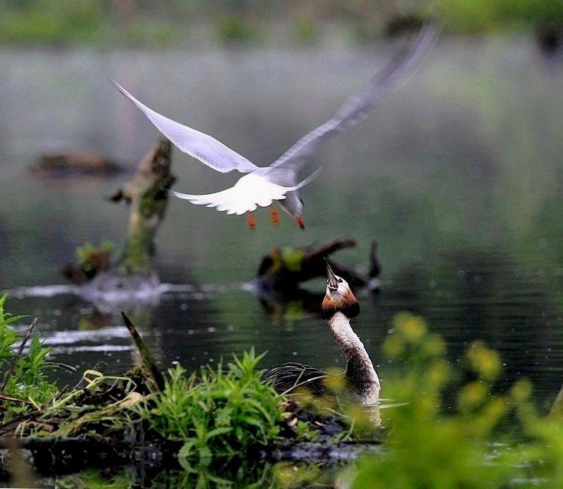 птицы, гнездовье Нападение и защита фото превью