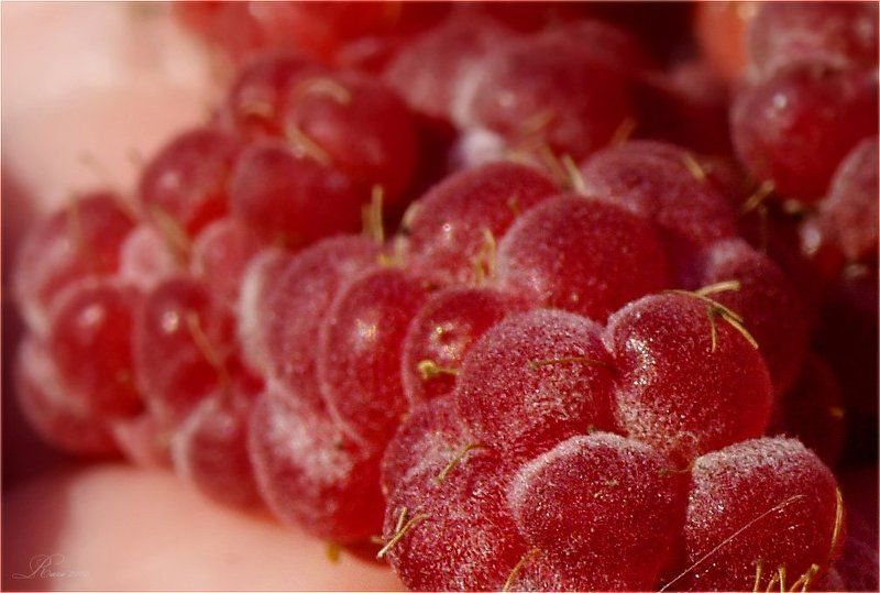 малина. Малинка. фото превью