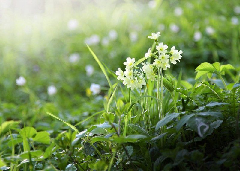 луг, весна, солнце, зелень, тепло, цветы весенние сны фото превью