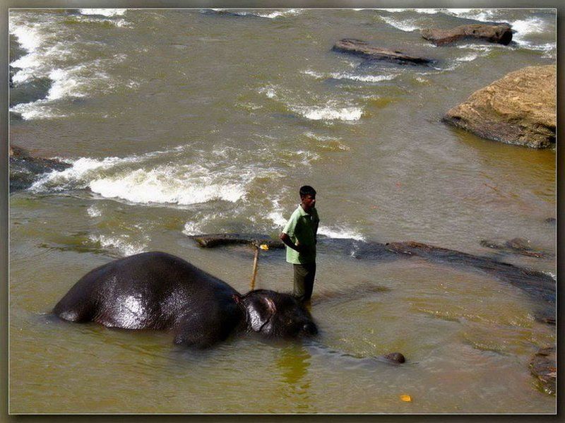 шри-ланка,слон,слоновый питомник Ну и что теперь с ним делать?.. фото превью
