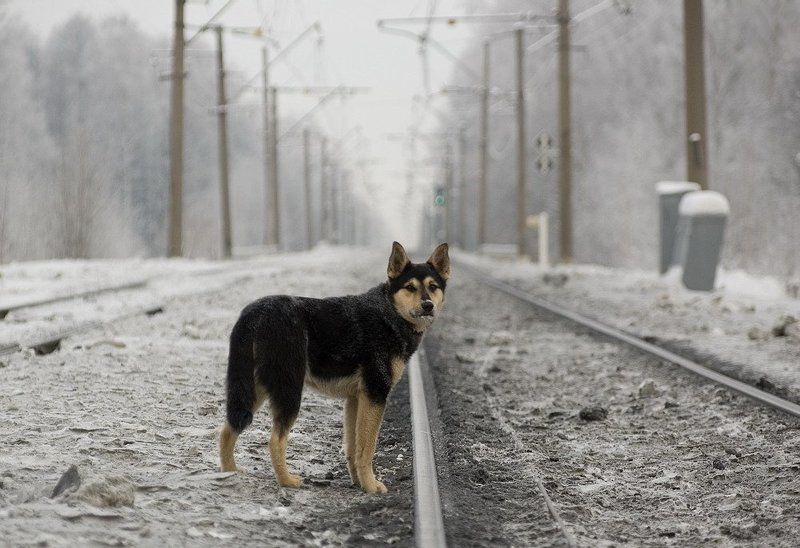 Хатико-верный друг. фото превью