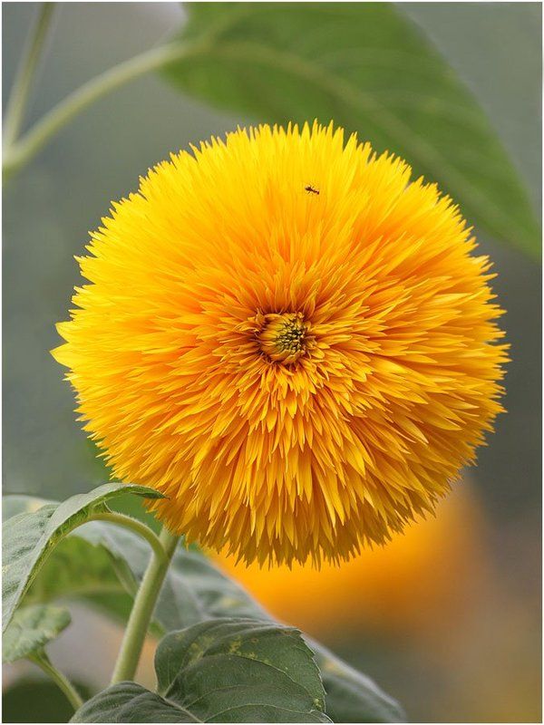 Желтая планета фото превью