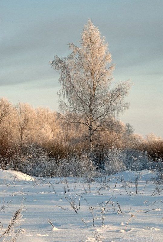 Берёза фото превью