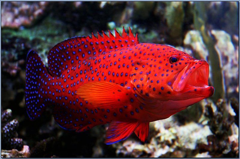 Эх,проглочу....! фото превью