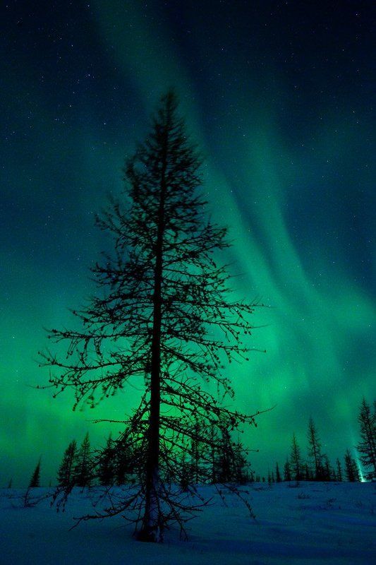 aurora borealis, северное сияние, природа, ночной пезаж, север Aurora Borealis#3 фото превью