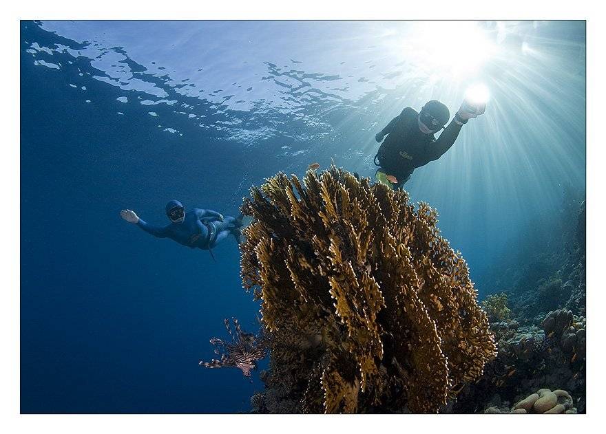 фридайвер, коралл, свет, крылатка, Нарчук Андрей