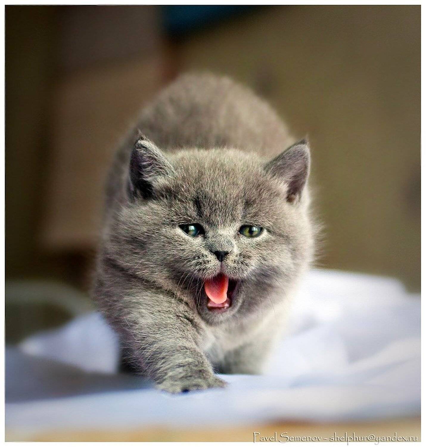 котенок, 54, shelphur, британец, зевок, комок шерсти, shelphur