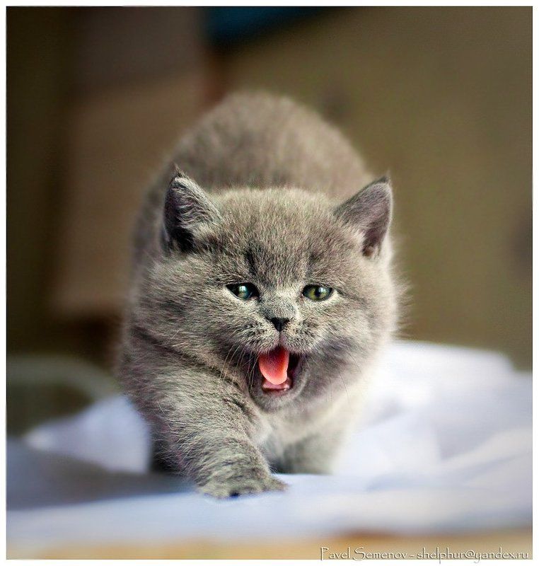 котенок, 54, shelphur, британец, зевок, комок шерсти Зевок =) фото превью