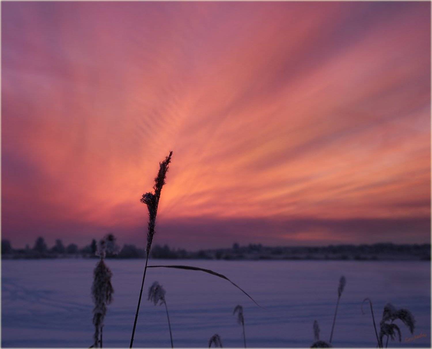 тверская область, волга,  конаково, закат, травинка, мороз, Lampadina (Svetlana Maximova)