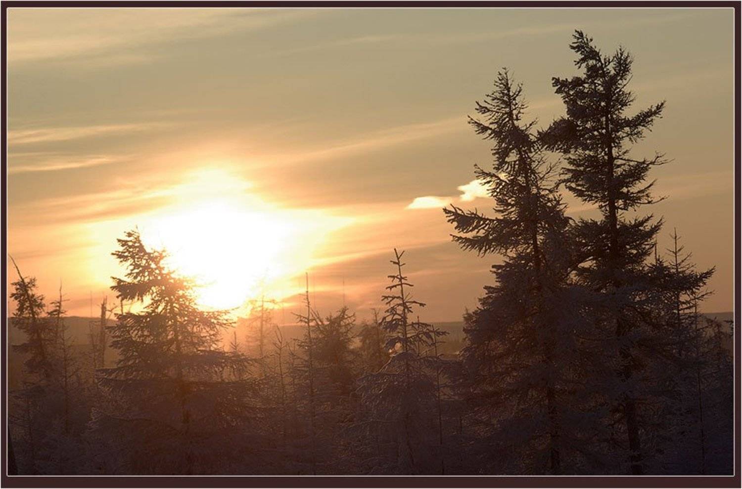 солнце,тайга,зима, Солодухин Виктор