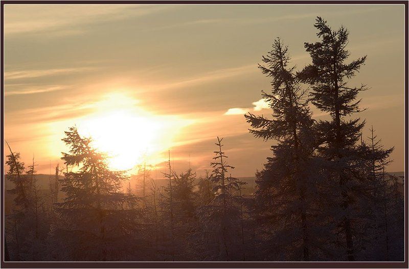 солнце,тайга,зима Эскиз таёжного утра фото превью