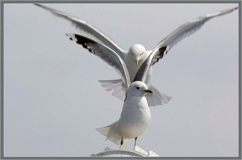 чайки Сизые чайки фото превью