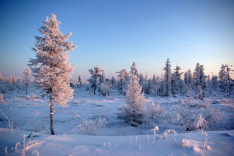 тайга,зима,мороз Зимний пейзаж фото превью