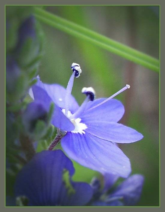 , Юлия Чекмарева