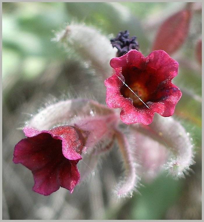 , Юлия Чекмарева