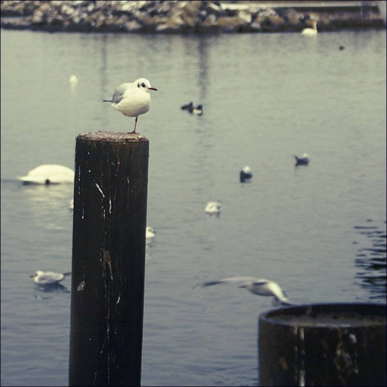чайка, Владимир Эделев