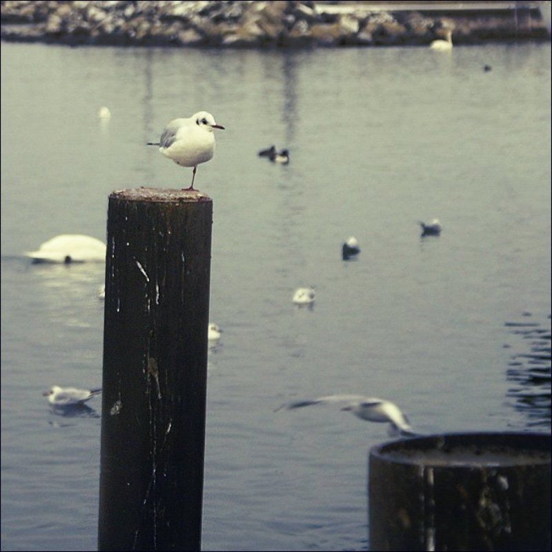 чайка [mew] фото превью