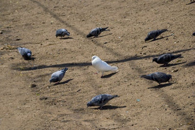 птицы, голубь, остановить мгновение Чужой среди своих фото превью