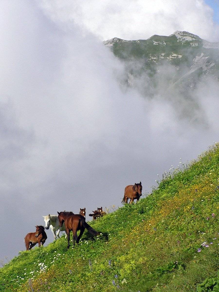 абхазия, Tina Grach
