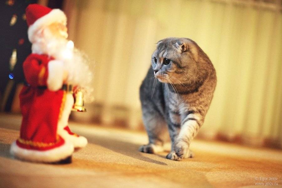 , Егор Желов