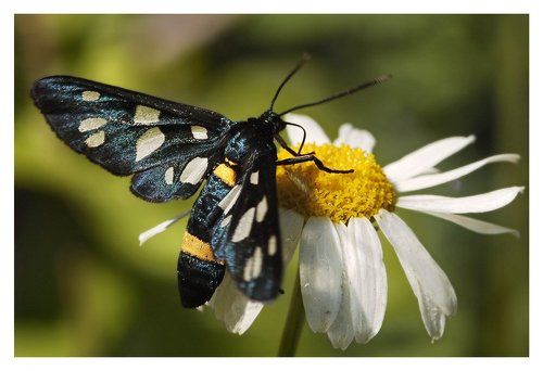 Пестрянка ложная (Syntomis phegea)