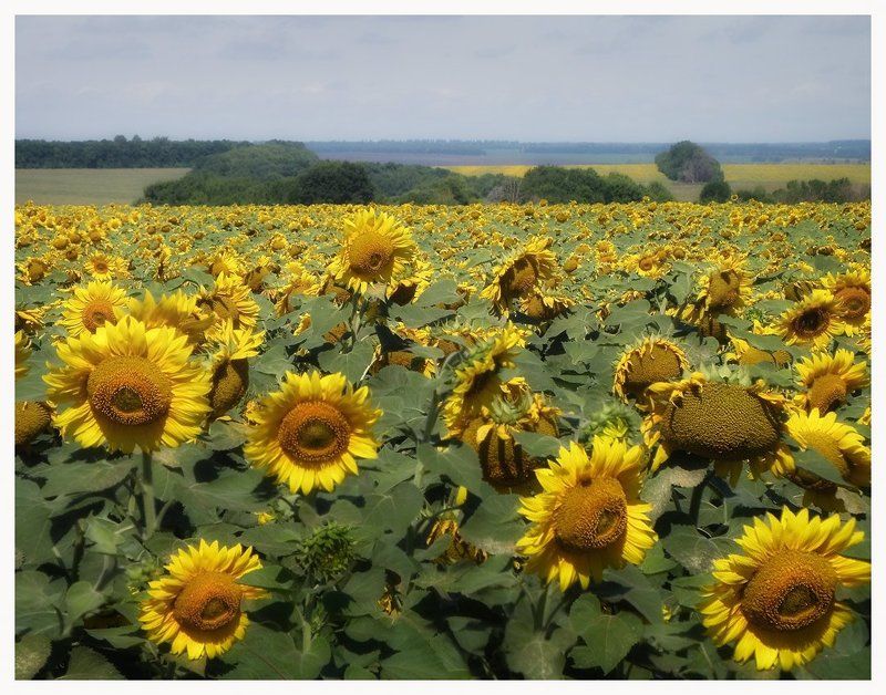 * * * фото превью