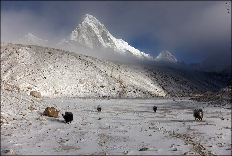 непал, гималаи, трек к бл эвереста, nepal, himalaya, trek to bc everest, пумо ри, pumo ri, кала паттар, kala patthar Утро доброе, горы, яки!.. фото превью