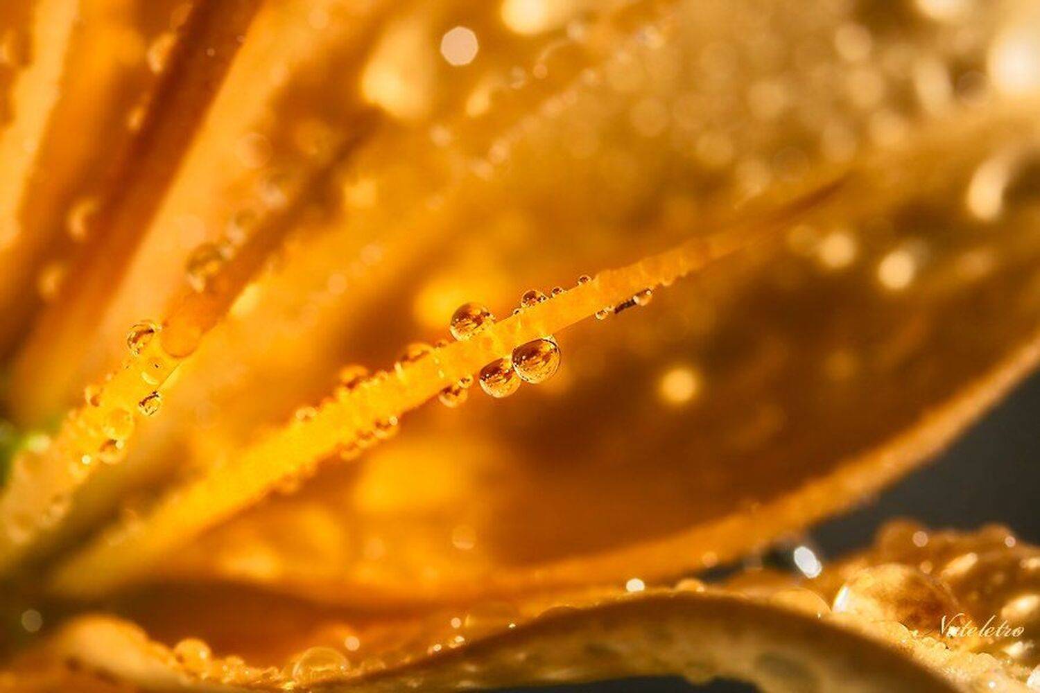 лилия, капли, Nateletro