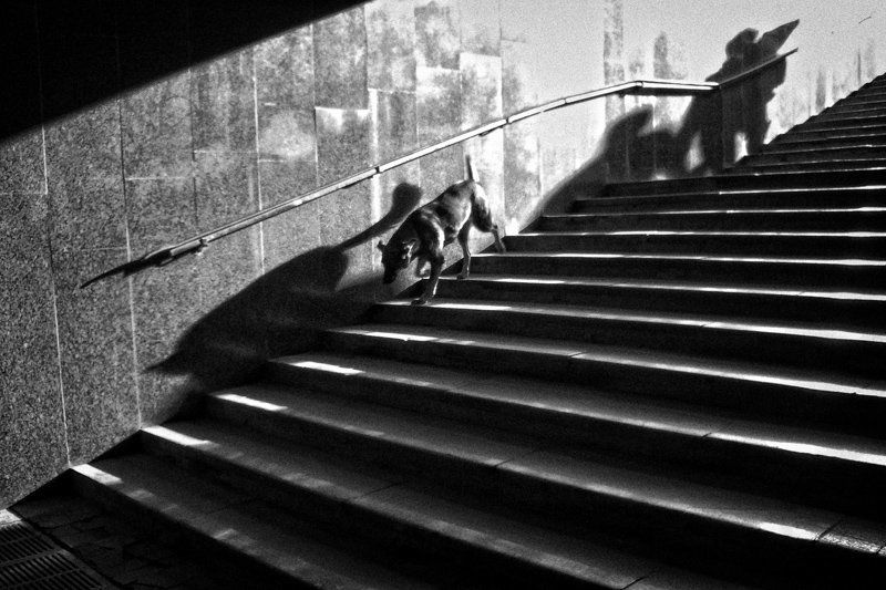 Патруль фото превью