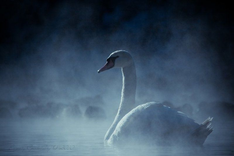 лебедь, зима ?_ фото превью