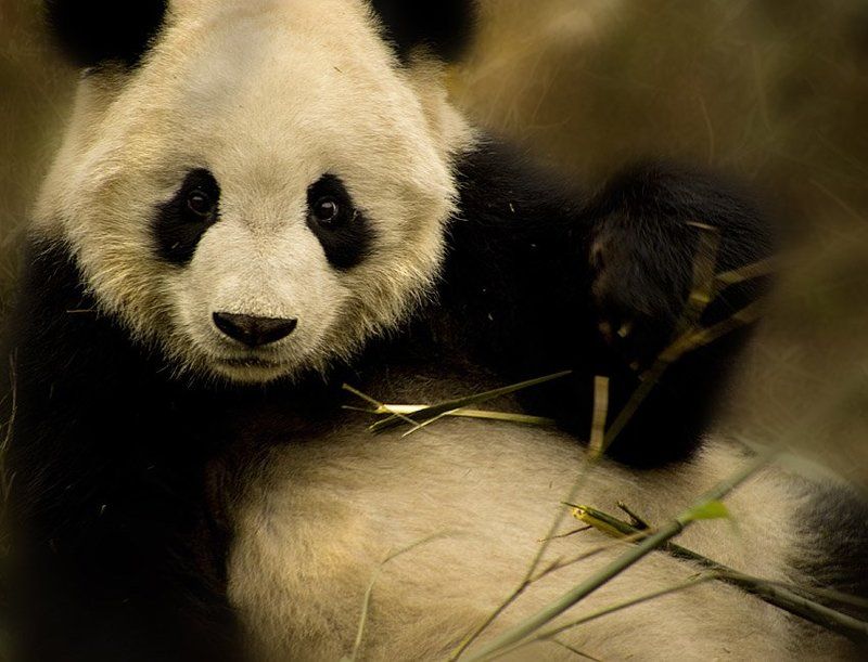 панда, взгляд, китай, заповедник взгляд... фото превью