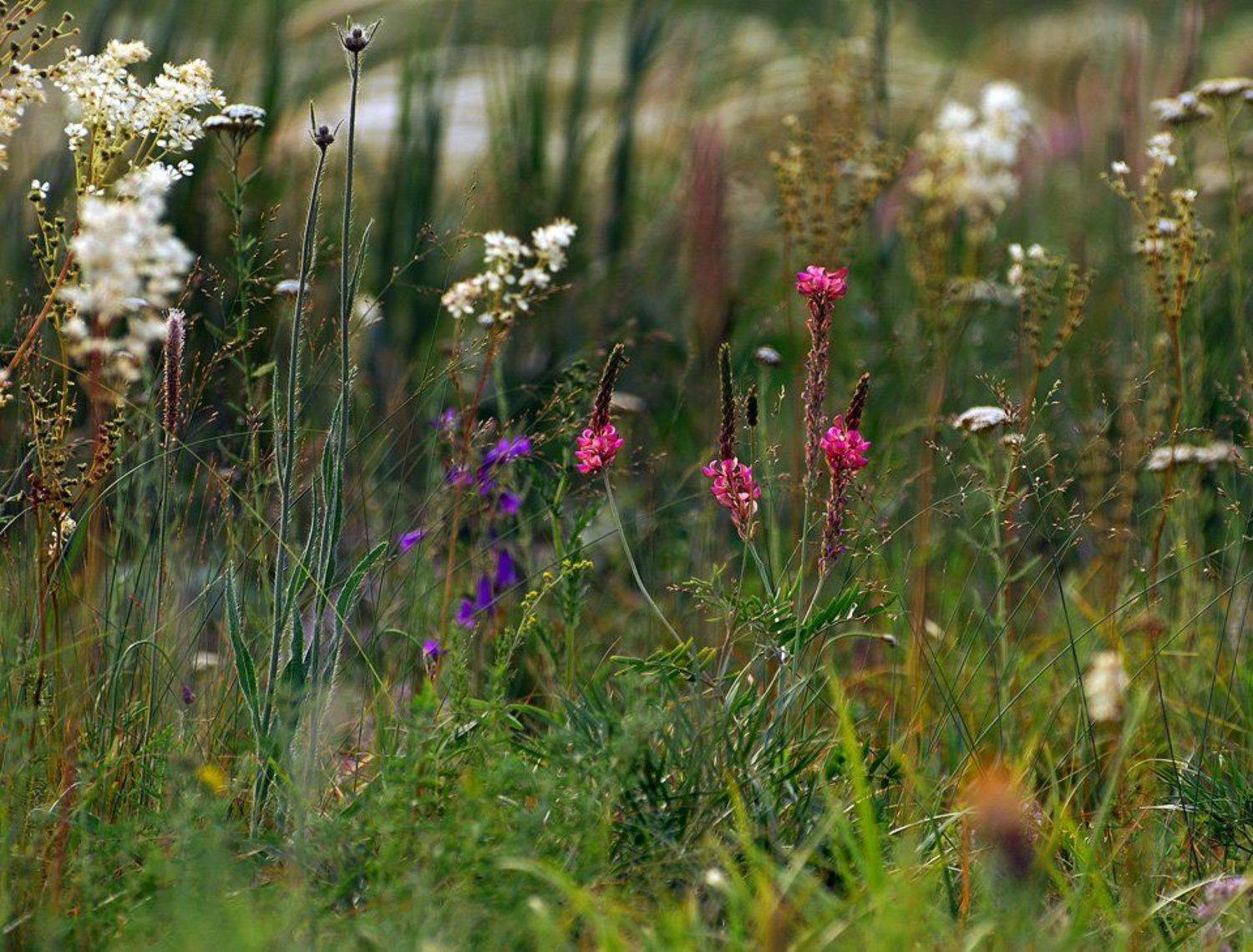 цветы, алтай, Александр