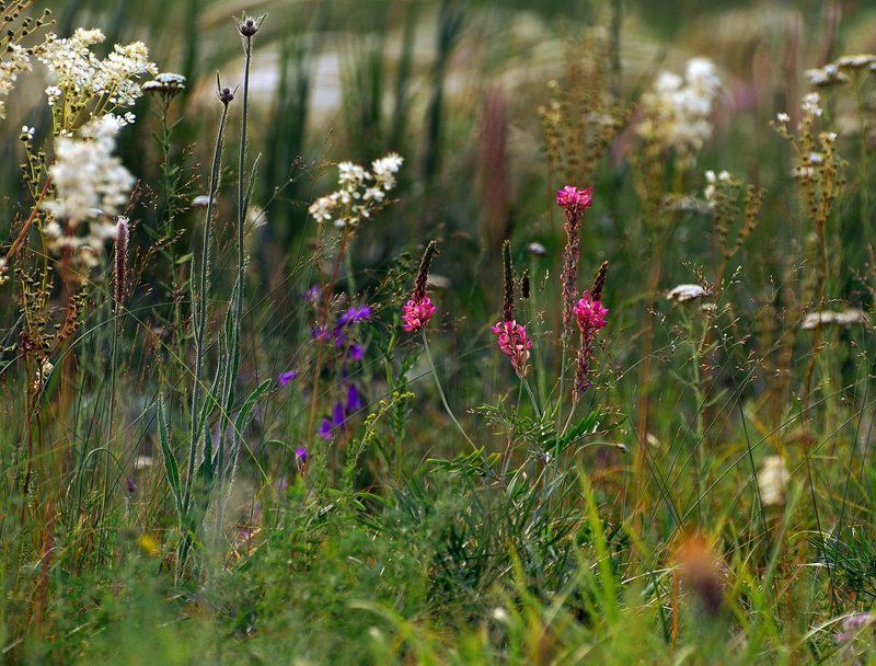цветы, алтай Полевые цветы фото превью