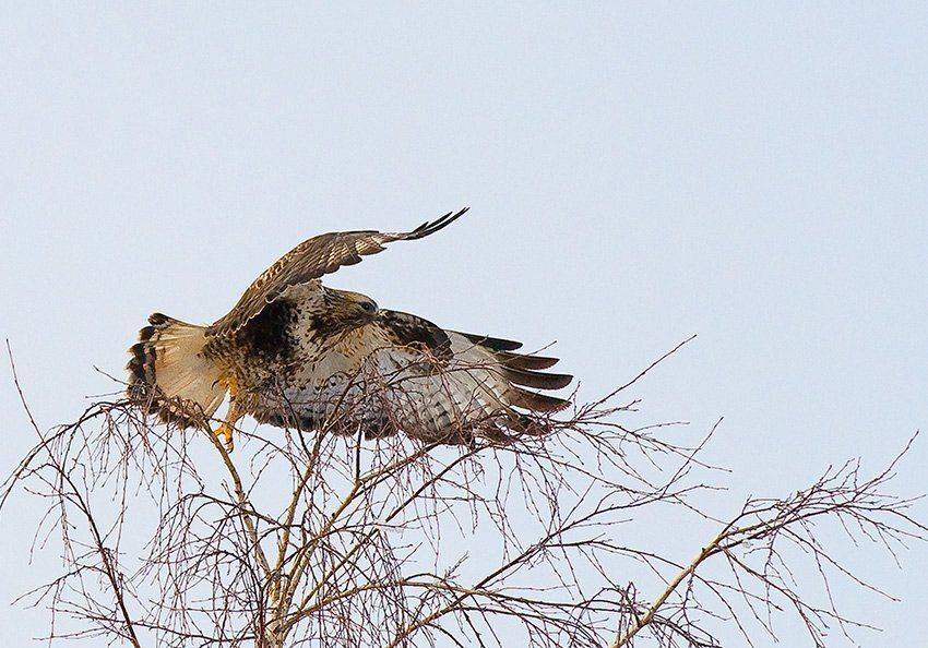 зимняк, мохноногий канюк, Андрей Алексеев
