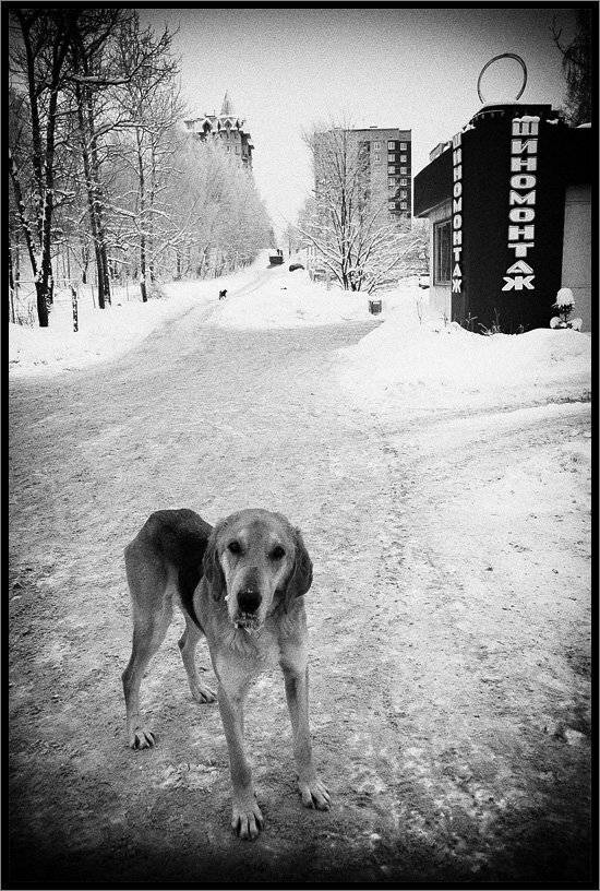 , Лунный Ежик