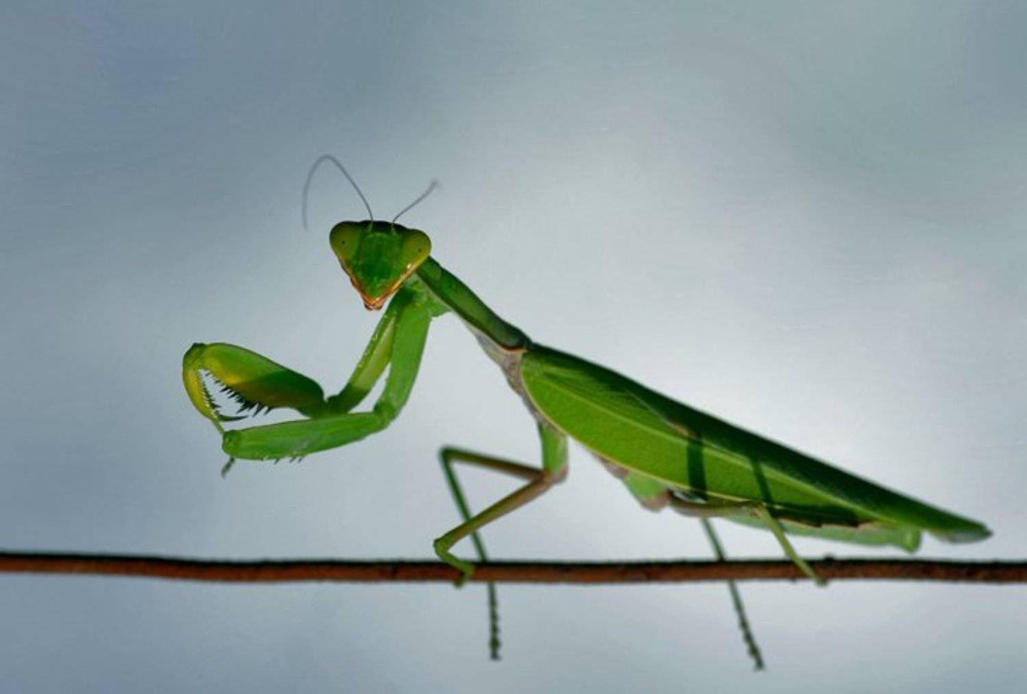 macro, animals, nature, omurerdogan