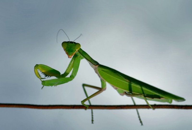 macro, animals, nature  фото превью