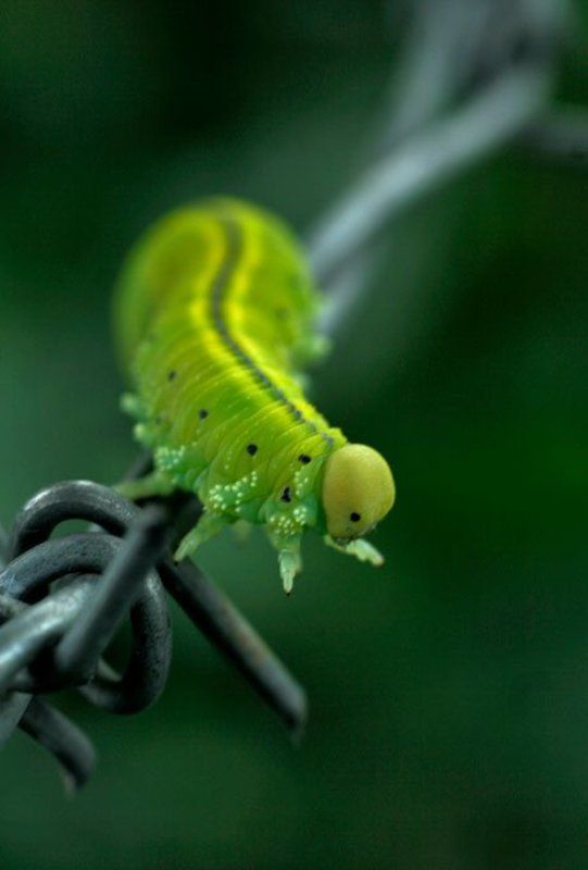 macro, animals, nature CANBAZ.3 фото превью