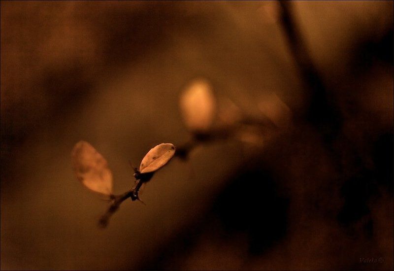 ***** фото превью