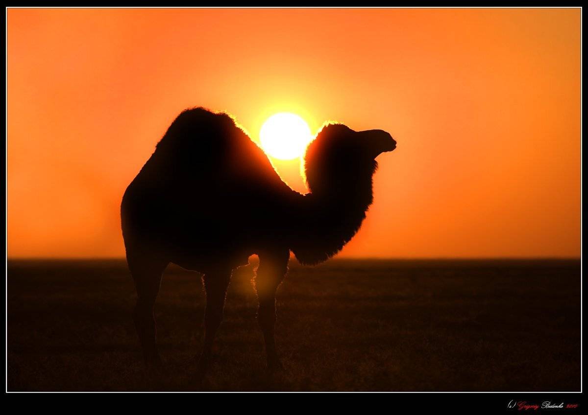 каспийское море, степь, рассвет, верблюд, Григорий Беденко