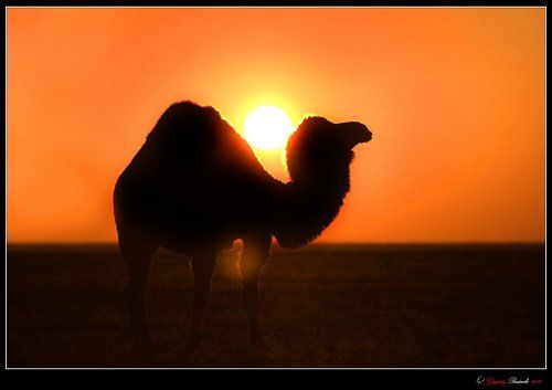 # Утро в Прикаспийской степи #