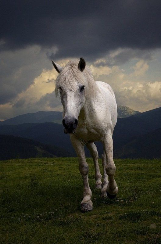 карпаты, буковель, горы, конь  фото превью