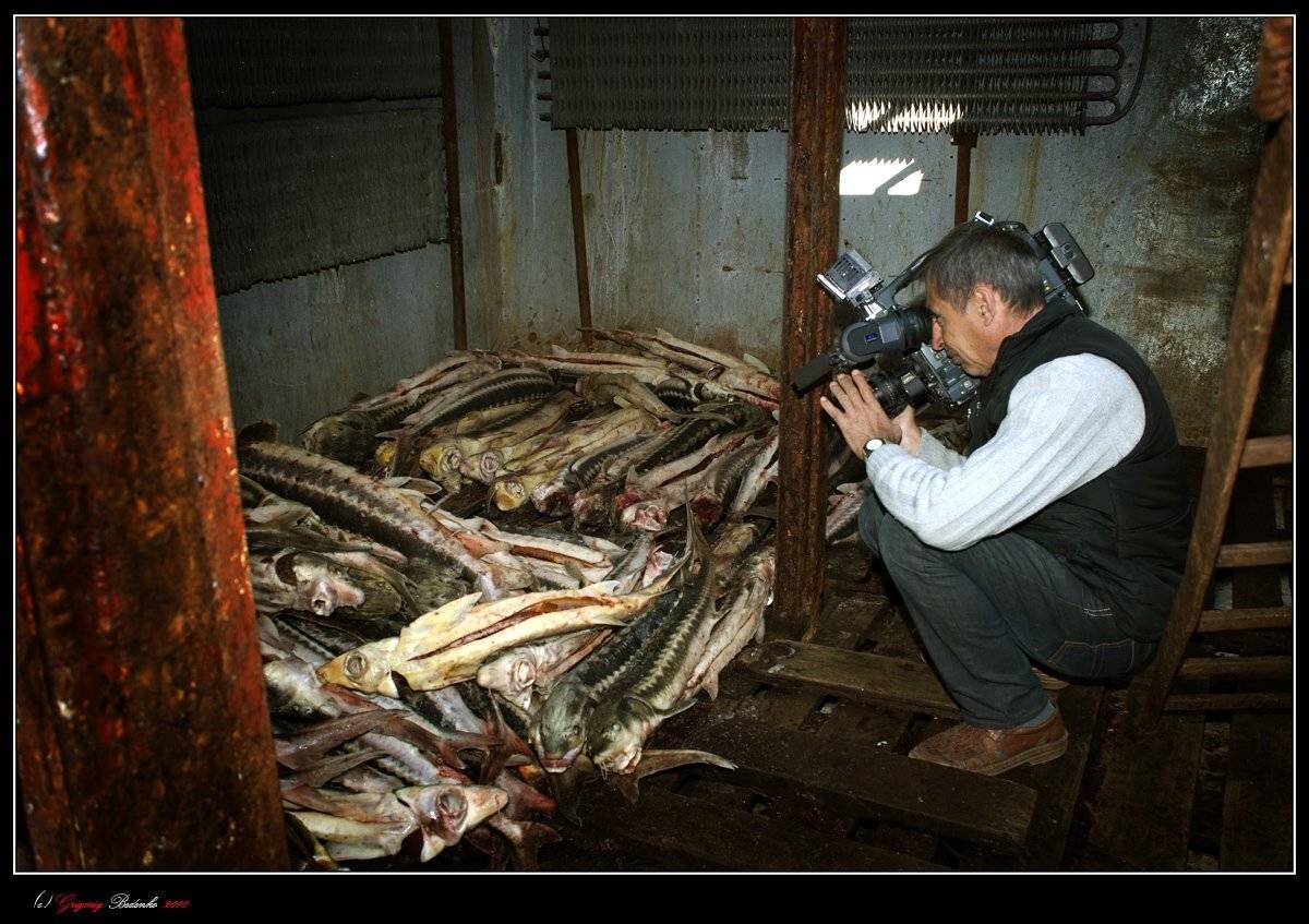 казахстан, каспийское море, браконьерское судно, трюм, осетр, телеопеаратор, Григорий Беденко