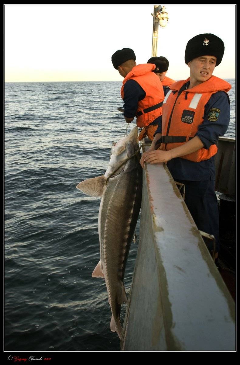 каспийское море, казахсатнский сектор, береговая охрана, матросы, браконьерские суда, колада, белуга, рыба, Григорий Беденко